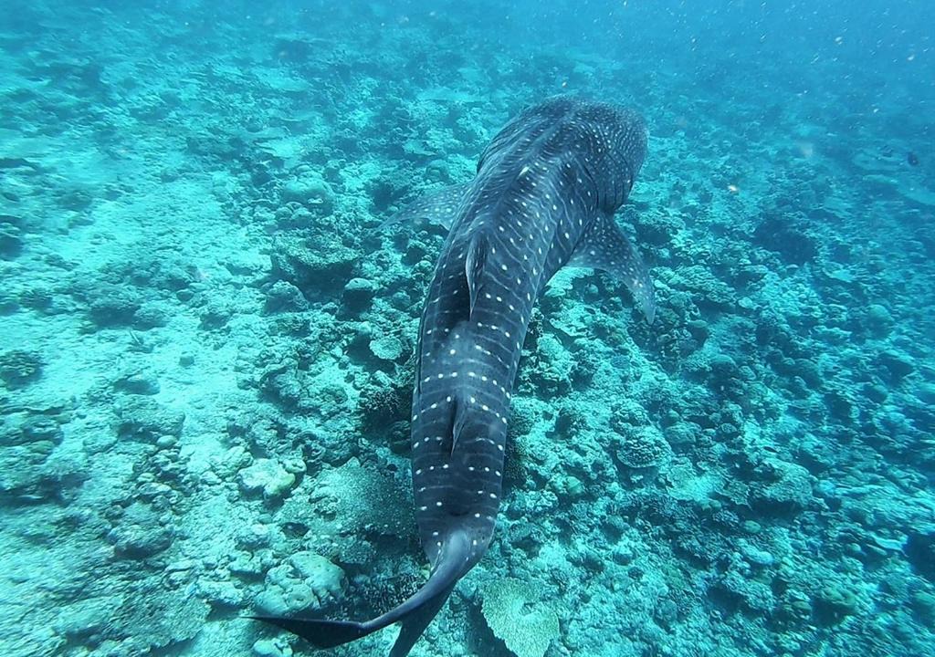Omadhoo House | Omadhoo Inn