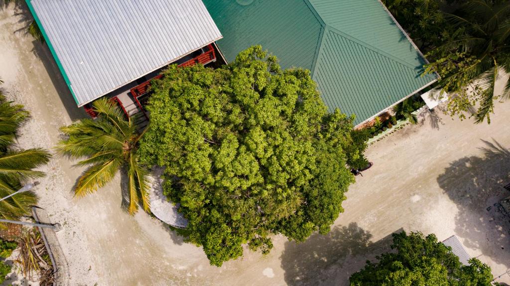 Maamigili House | Palm Tree Maamigili