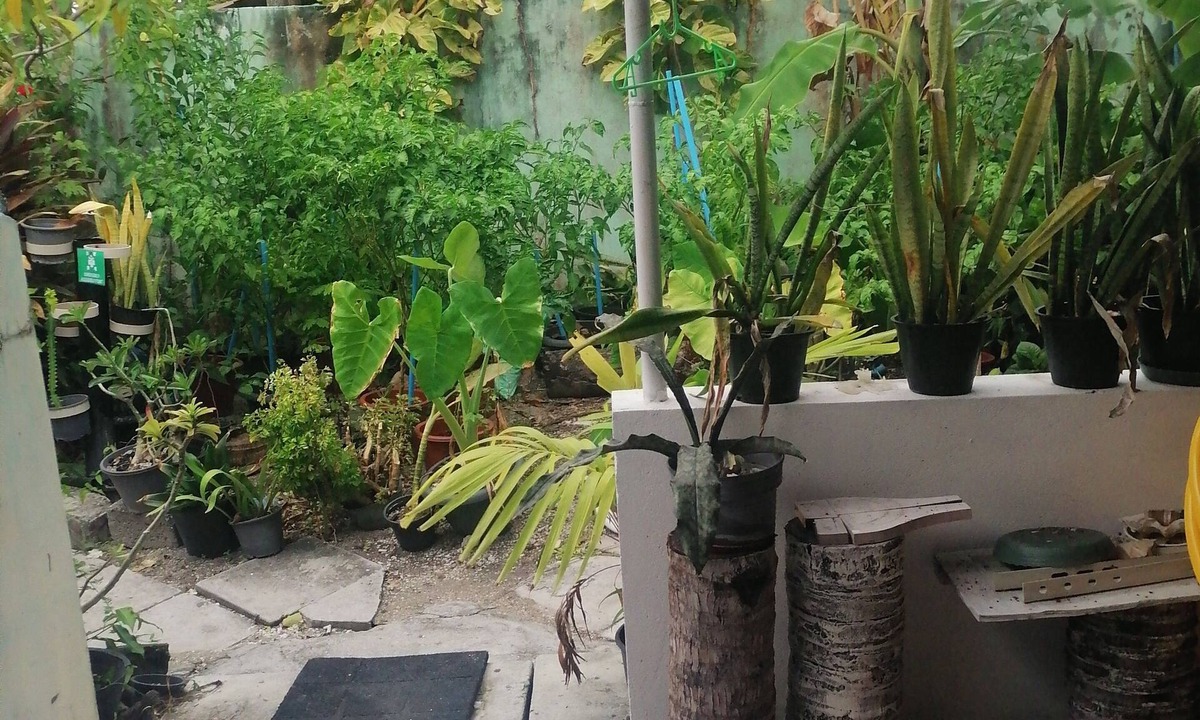 Hithadhoo House | The Rose Garden House