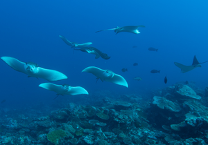 Equa Reef Maldives