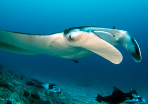 Equa Reef Maldives