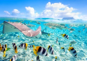 Equa Reef Maldives