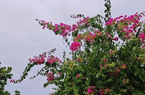 Bodufolhudhoo House | Bougan Villea Retreat