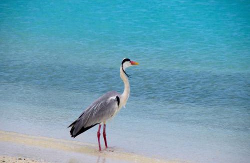 Makunudu Resort | Makunudu Island- An Intimate Hideaway