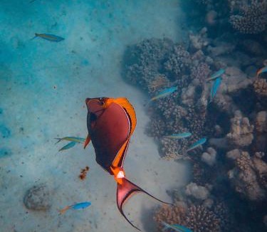 Mahibadhoo Hotel | MEHEL - Holiday Home - Mahibadhoo