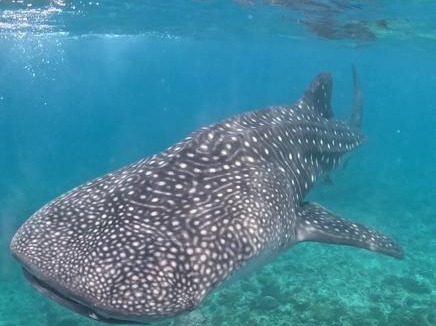 Dhigurah Bed & Breakfast | Nikabliss Dhigurah