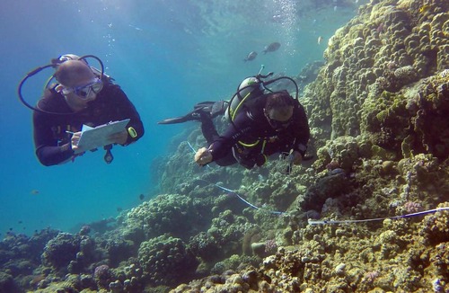 Fenfushi Hotel | Ocean Stay & Dive