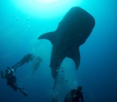 Fuvahmulah House | Suffix Retreat - Stay, Dive & Explore Fuvahmulah