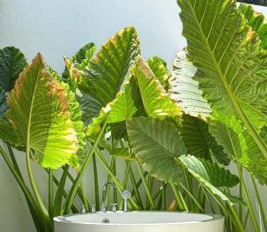 Thoddoo House | Tropicana Villas