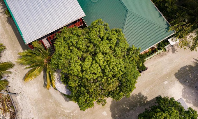 Maamigili House | Palm Tree Maamigili