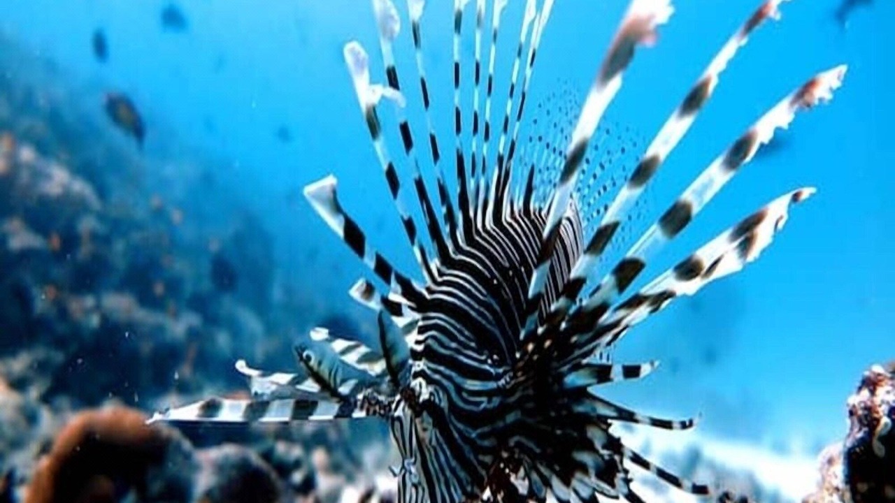 Photo of Others in Rasdhoo