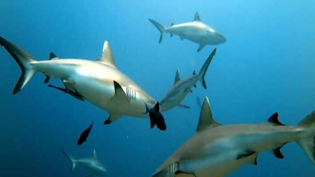 Photo of Others in Rasdhoo