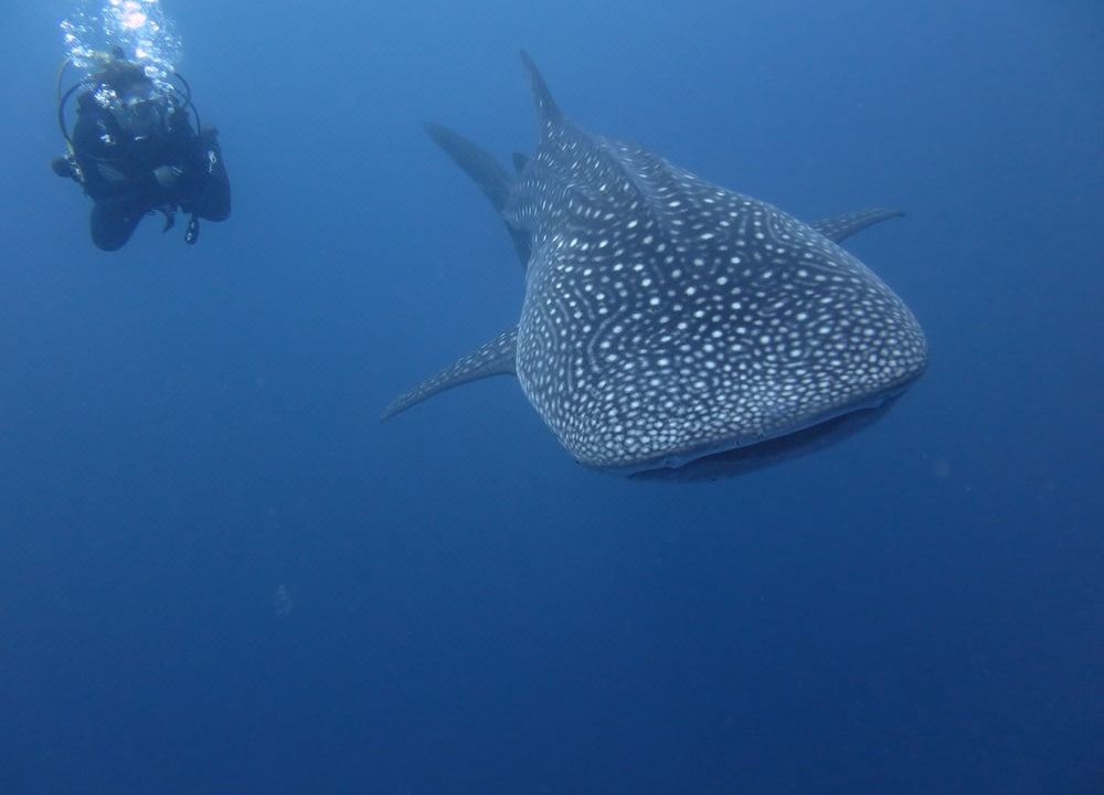 Photo of Others in Fuvahmulah