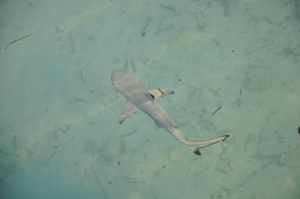 Photo of Outdoor in Hulhudhoo