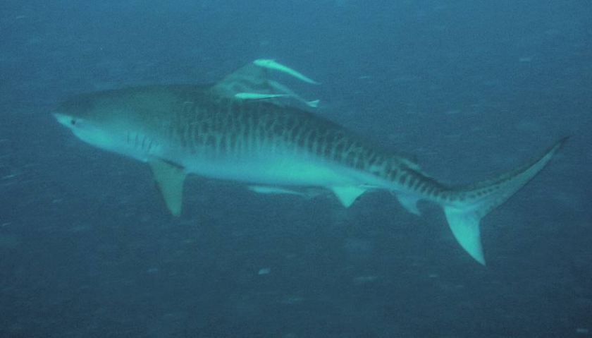 Photo of Outdoor in Feydhoo