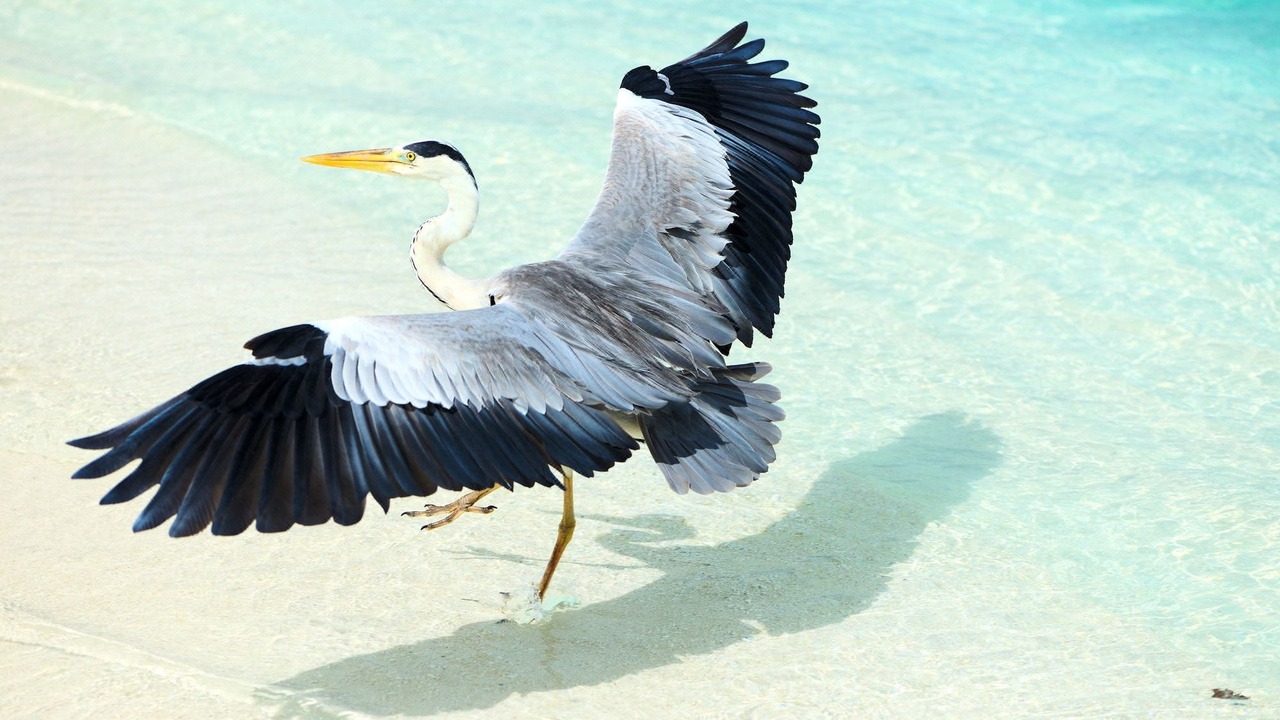 Photo of Others in Hangnaameedhoo