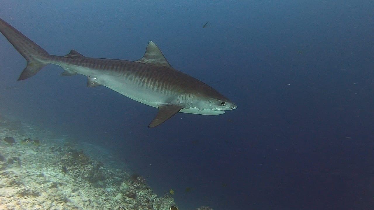 Photo of Others in Fuvahmulah