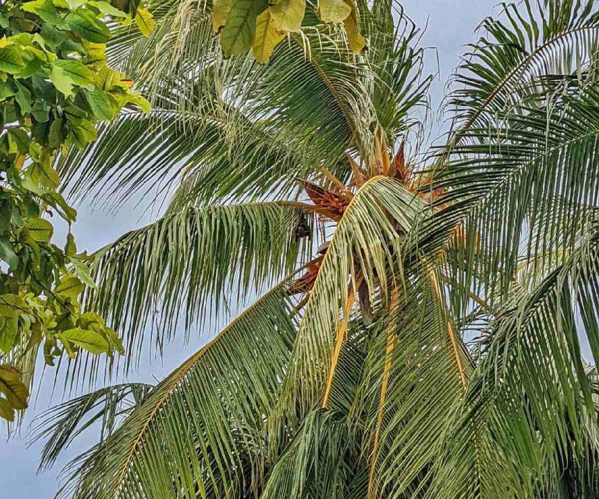 Photo of Others in Thulusdhoo Island