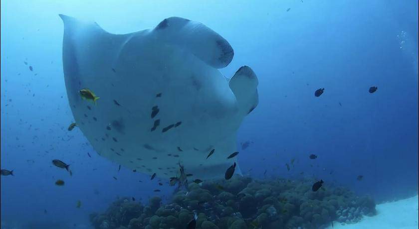 Photo of Others in Dhigurah