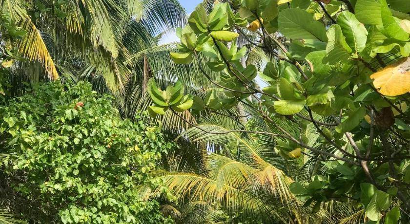 Photo of Others in Fulhadhoo