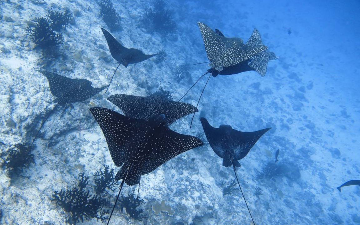 Photo of Others in Fulidhoo