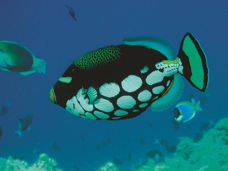 Photo of Others in Biyadhoo Island