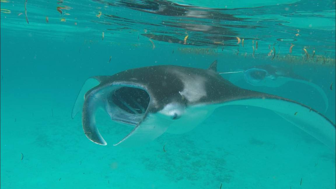 Photo of Others in Goidhoo