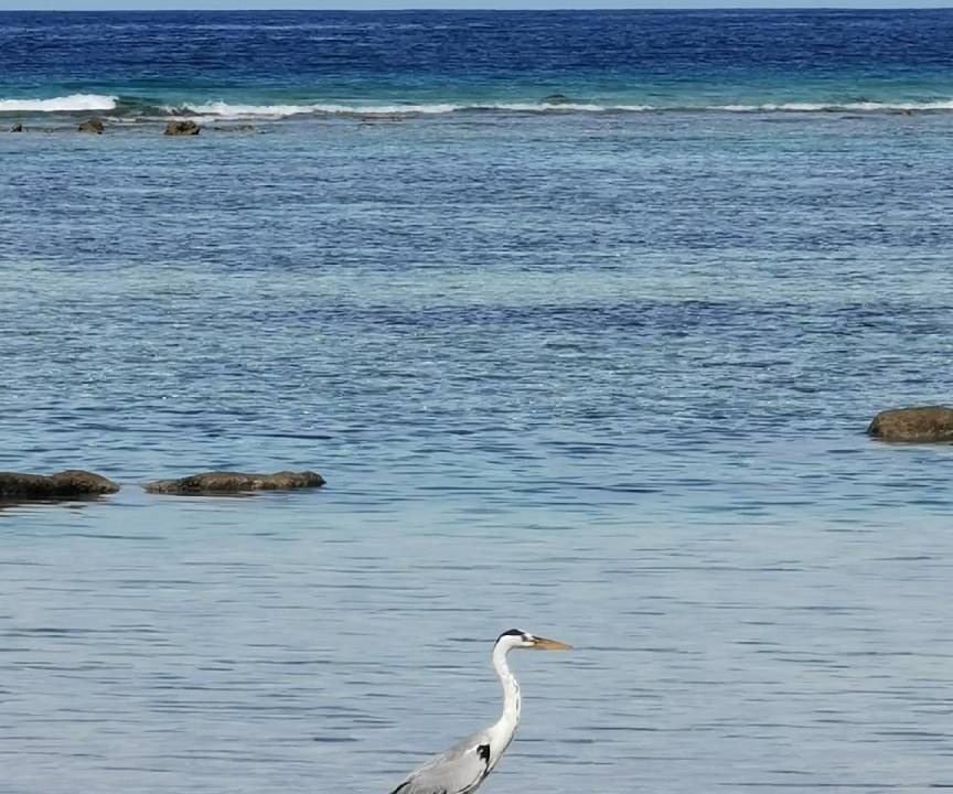 Photo of Others in Fulhadhoo
