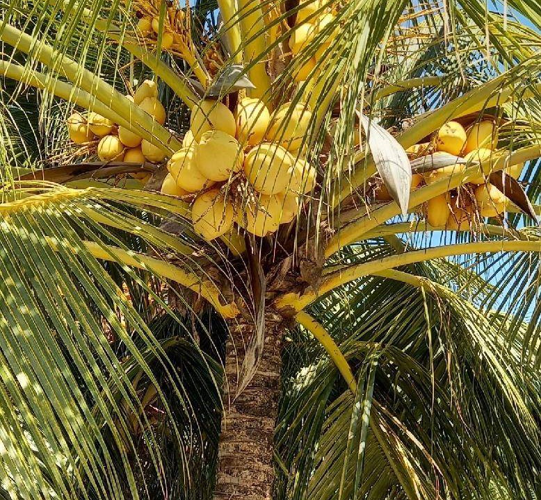 Photo of Others in Faafu Atoll