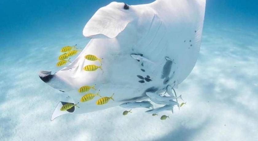 Photo of Others in Hithadhoo