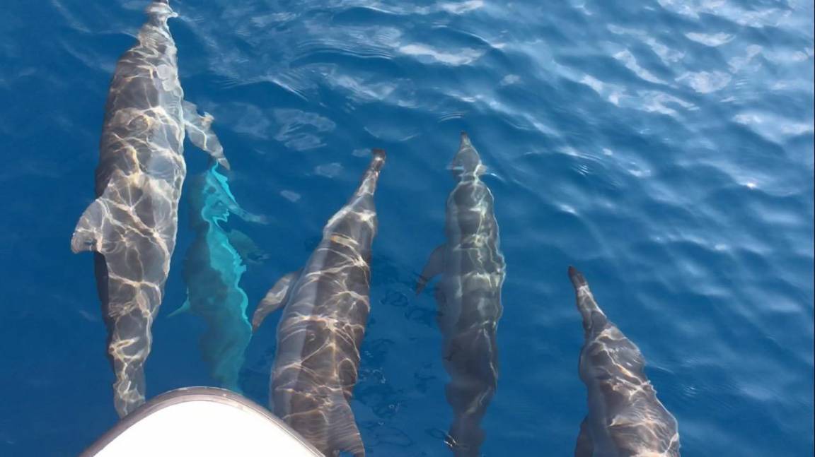 Photo of Others in Huraa
