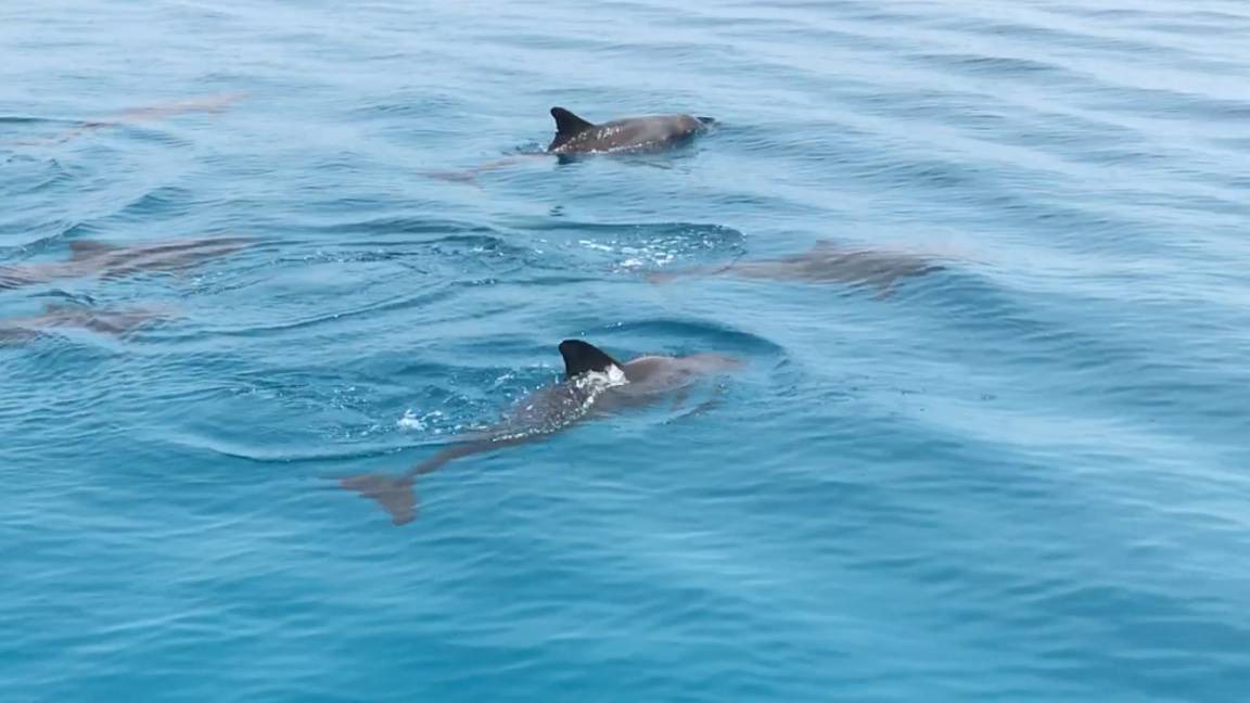 Photo of Others in Goidhoo