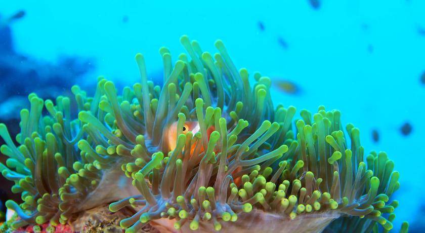 Photo of Others in Dhigurah