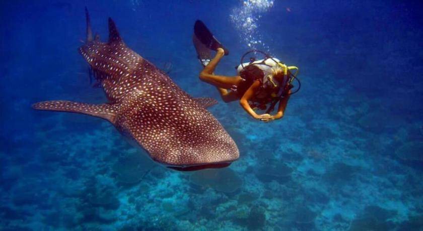 Photo of Others in Thulusdhoo Island