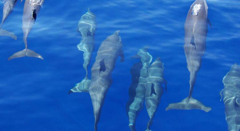 Photo of Others in Himmafushi