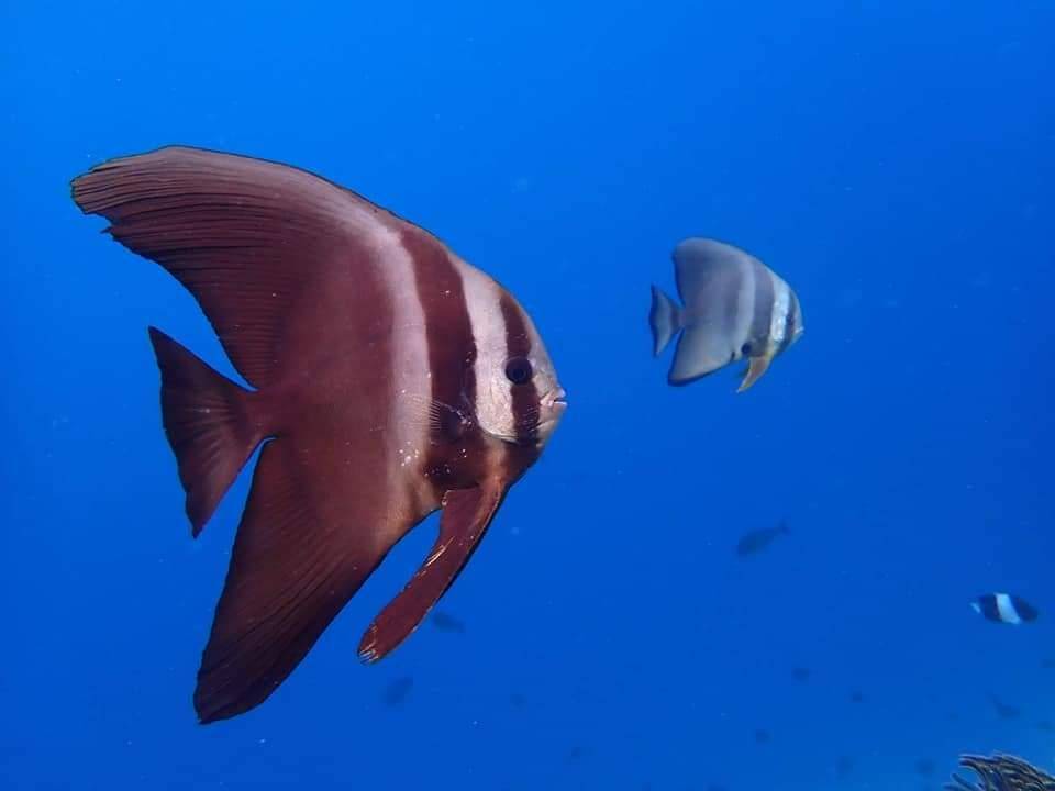 Photo of Others in Dhiffushi