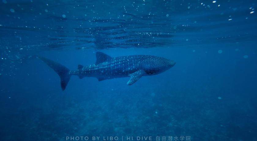 Photo of Others in Dhigurah