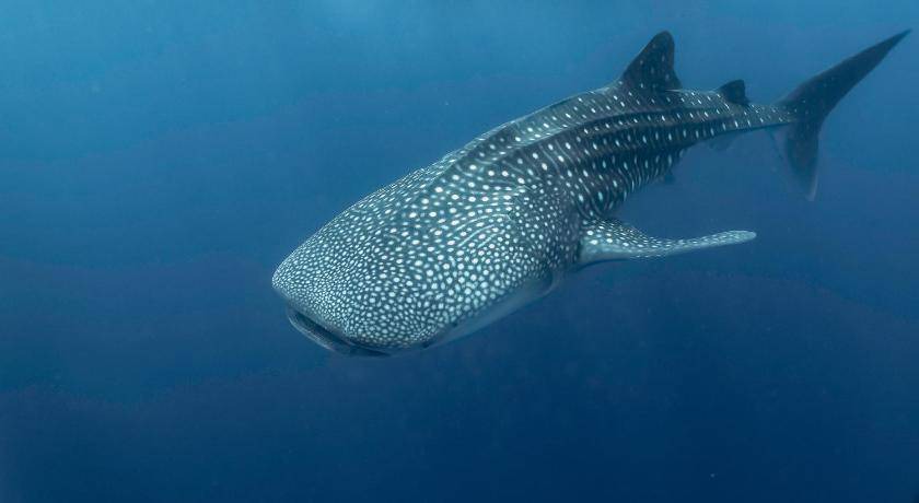 Photo of Others in Dhigurah