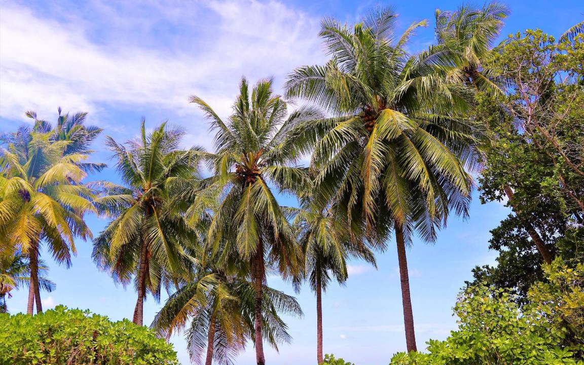 Photo of Others in Hithadhoo