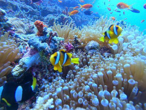 Photo of Others in Rasdhoo