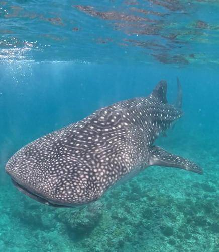 Photo of Others in Dhigurah