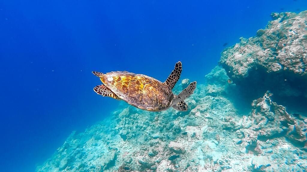 Photo of Others in Maradhoo