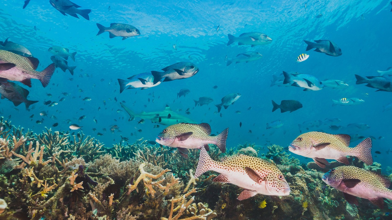 Photo of Others in Dhigurah