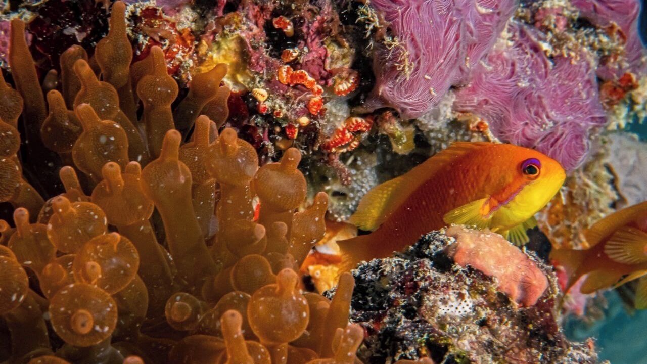 Photo of Others in Kanifinolhu Island