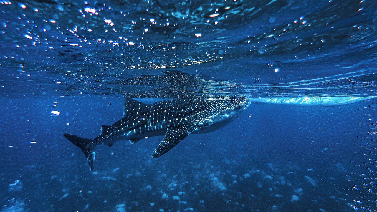 Photo of Others in Dhidhoofinolhu Island