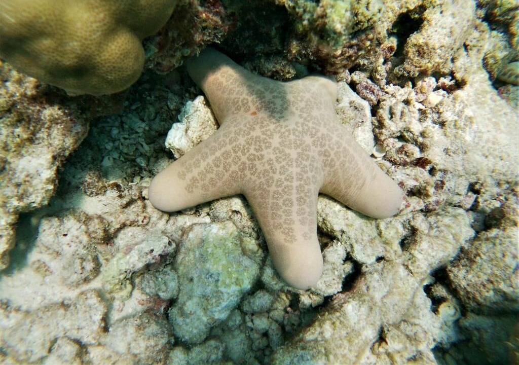 Photo of Others in Naifaru