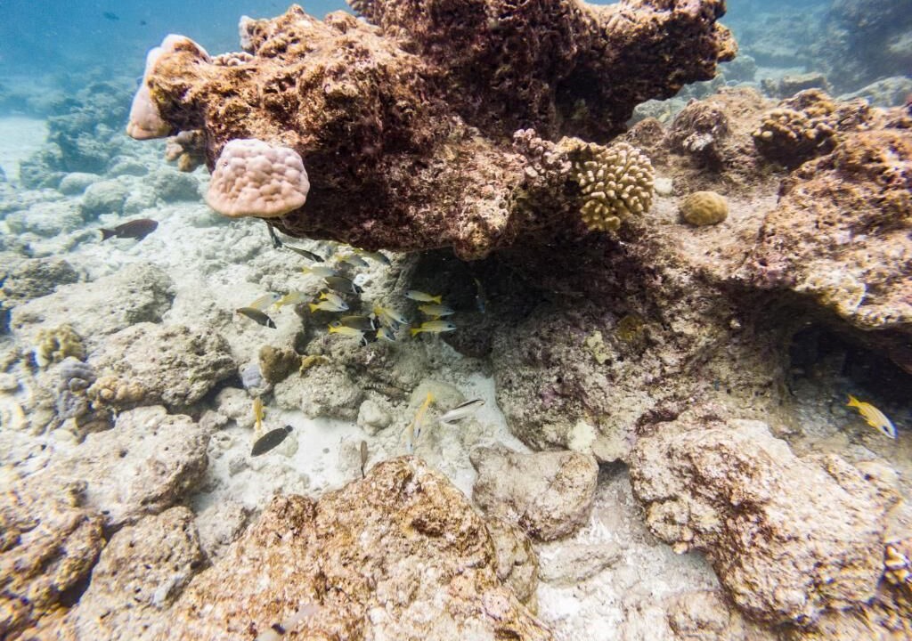 Photo of Others in Naifaru