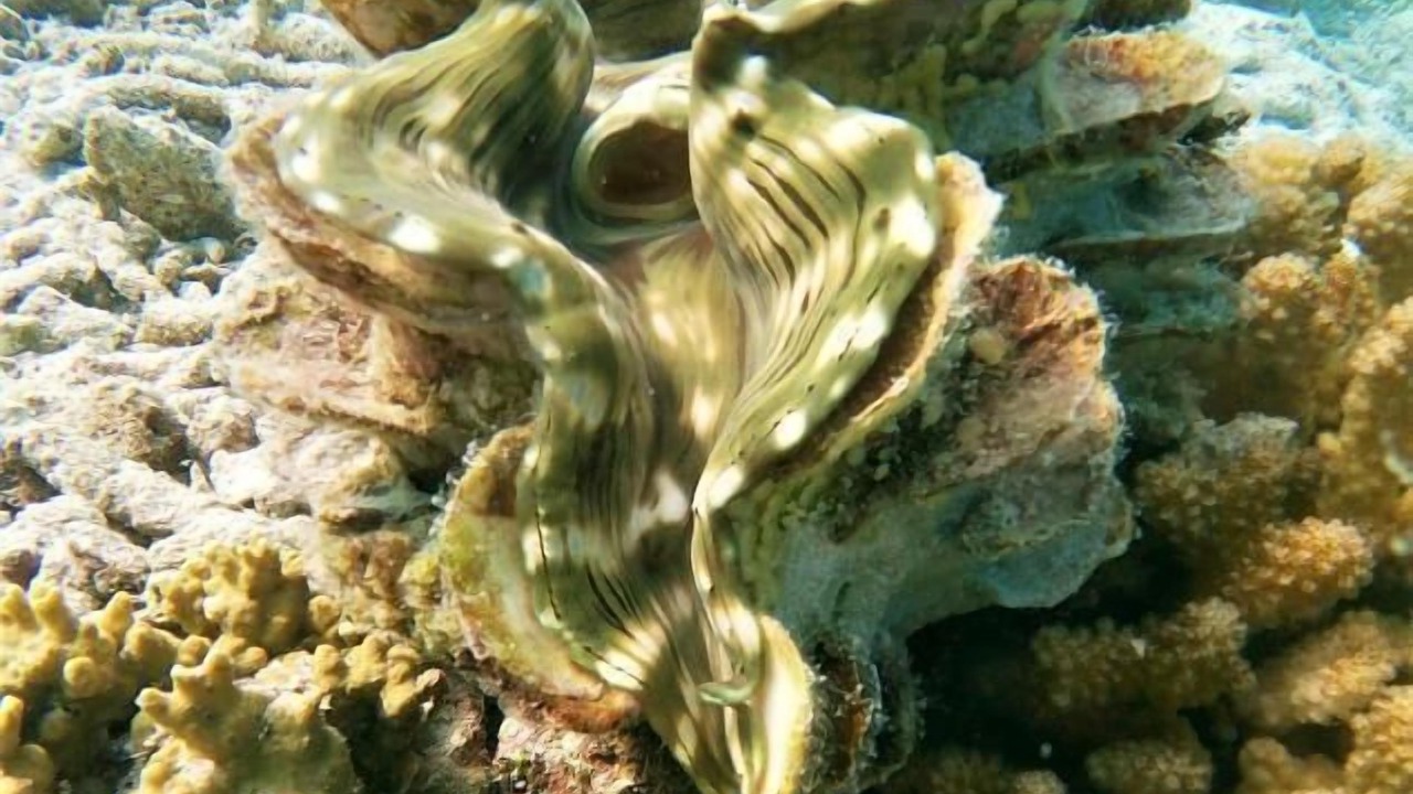 Photo of Others in Naifaru