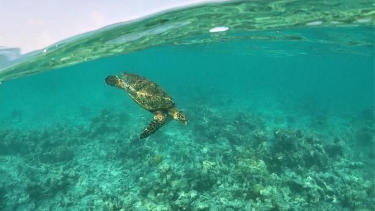 Photo of Others in Naifaru