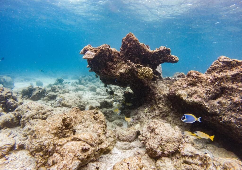 Photo of Others in Naifaru